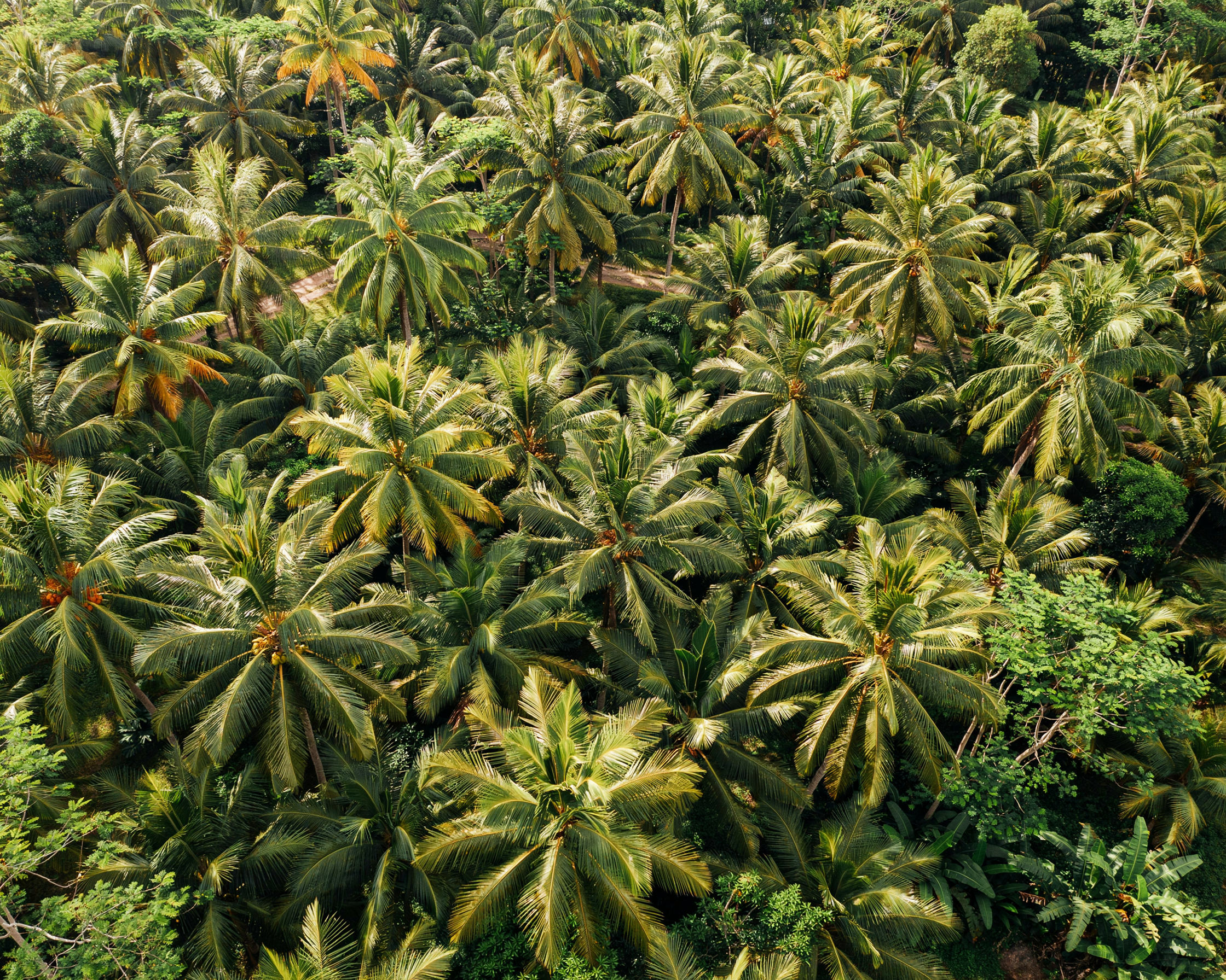 Drohnenaufnahme einer Kokosnussplantage in Sukabumi, Java, Indonesien